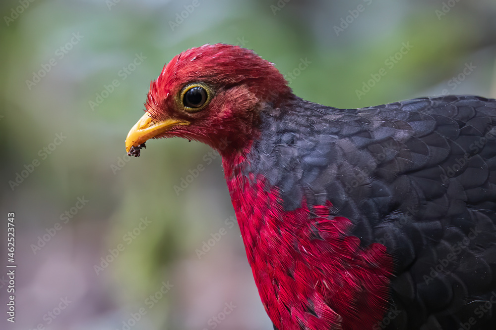 Nature wildlife bird of crimson-headed partridge on deep jungle rainforest, It is endemic to the island of Borneo Nature wildlife bird of crimson-headed partridge on deep jungle rainforest, It is endemic to the island of Borneo