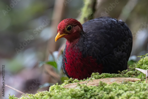 Nature wildlife bird of crimson-headed partridge on deep jungle rainforest, It is endemic to the island of Borneo © alenthien