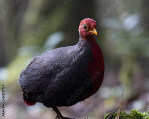 Nature wildlife bird of crimson-headed partridge on deep jungle rainforest, It is endemic to the island of Borneo © alenthien