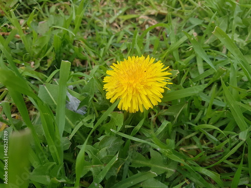 dandelion on grass © Beatriz