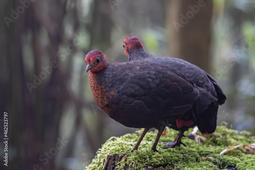 Wallpaper Mural Nature wildlife bird of crimson-headed partridge on deep jungle rainforest, It is endemic to the island of Borneo Torontodigital.ca