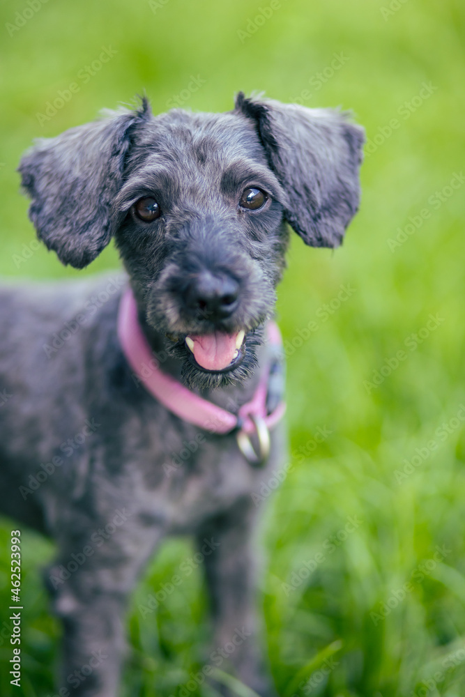 Portrait image of Cute puppy Toy Poodle sit at green garden Portrait image of Cute puppy Toy Poodle sit at green garden