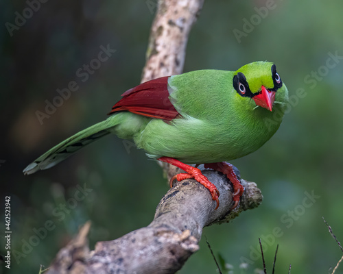 Nature wildlife image of green birds of Borneo known as Bornean Green Magpie photo