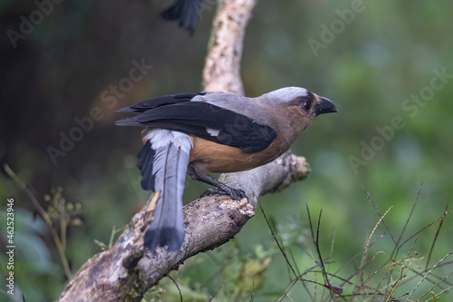 Nature wildlife image of beautiful huge bird of Bornean Treepie  Dendrocitta Cinerascen  known also endemic to Borneo Island