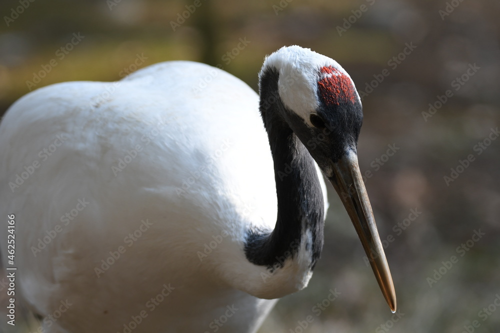 Obraz premium タンチョウ