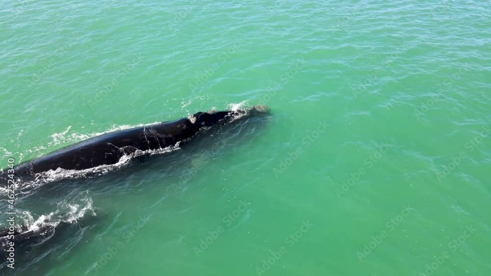 Aerial view of southern right whale Eubalaena australis close to beach, Western Cape, South Africa. Aerial view of southern right whale Eubalaena australis close to beach, Western Cape, South Africa.