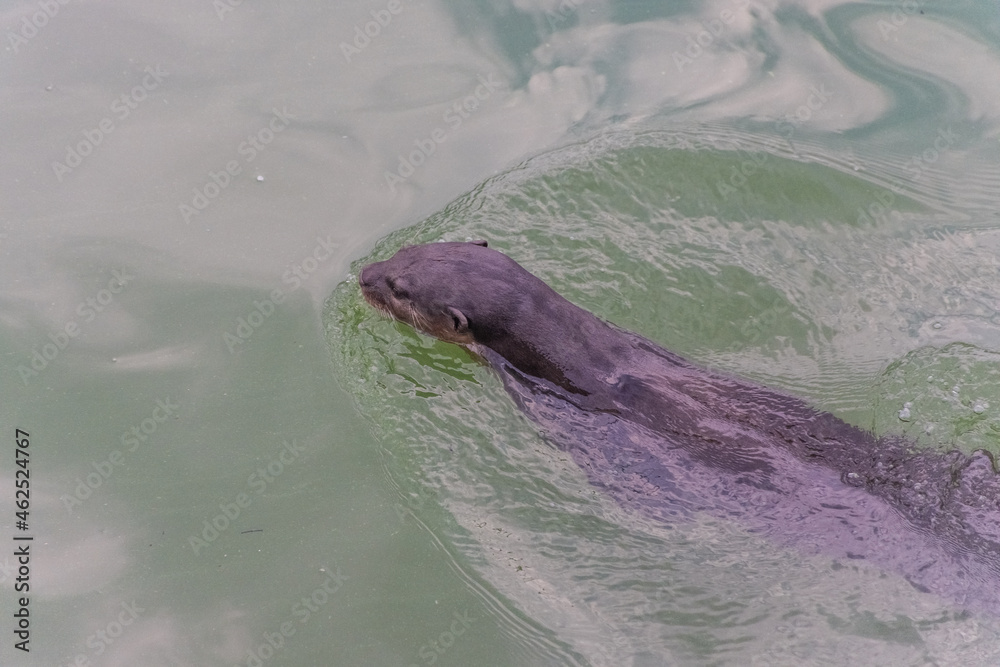 Obraz premium Otter in the canl of Singapore