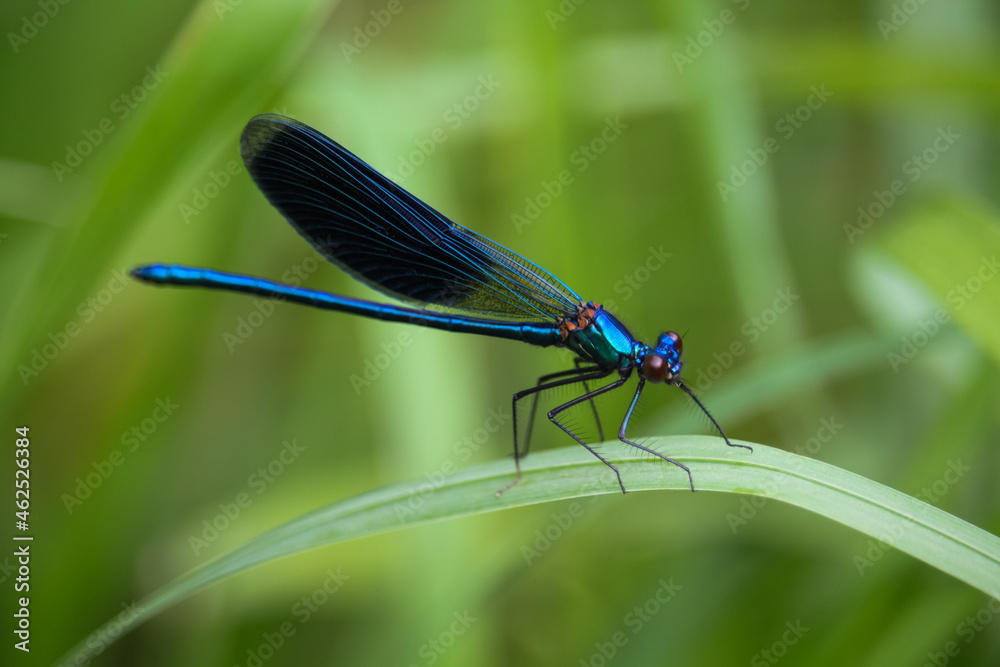 A blue dragonfly on the grass in close-up. Blurred background. A blue dragonfly on the grass in close-up. Blurred background.