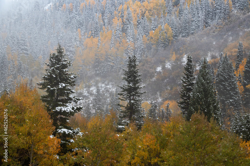 autumn forest in the fog in Utah
