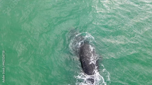 Aerial view of southern right whales in ocean, Western Cape, South Africa. photo