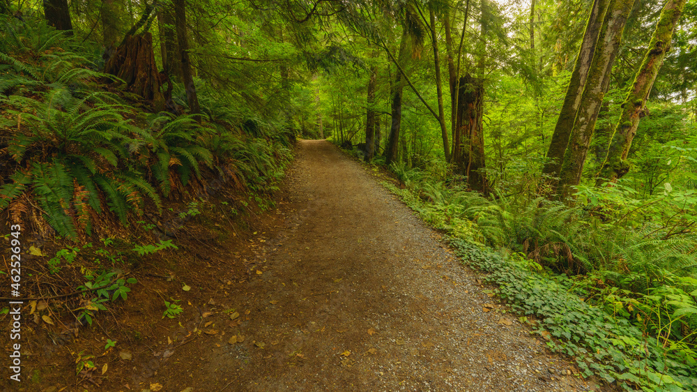 Obraz premium BC urban easy access forest hiking trail in Fall with ferns and mossy trees.