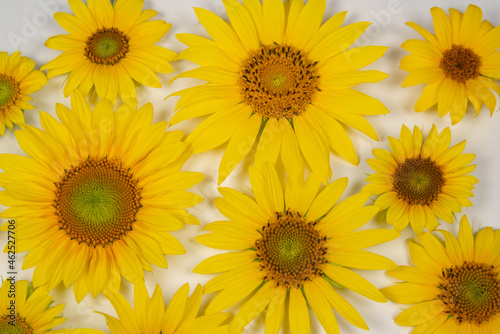 Yellow flowers of a sunflower on a light background.
