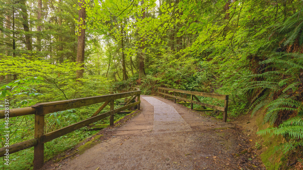 Urban forest trail near Simon Fraser University, BC, on a rainy fall day. Urban forest trail near Simon Fraser University, BC, on a rainy fall day.