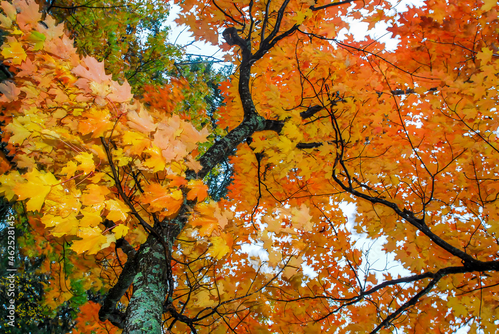 Fototapeta premium Beautiful maple tree showing off orange leaves in the fall
