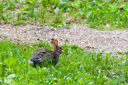 Eastern Cottontail rabbit, Sylvilagus floridanus, eating a dandelion. © silukstockimages