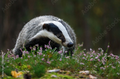 Badger in moorland. Portrait of european badger, Meles meles, in green pine forest. Hungry badger sniffs about food in moor. Beautiful black and white striped beast. Cute animal in nature habitat.