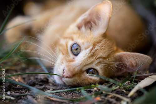 portrait of a cute cat