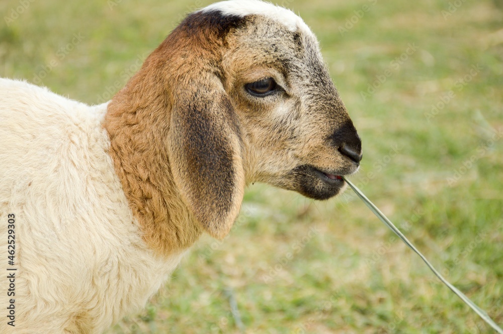 Fototapeta premium cute sheep in nature garden