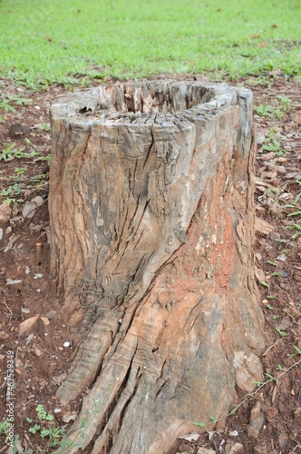 dry stump in nature garden