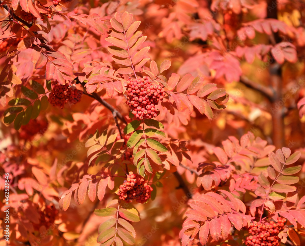 Colorful leaves and berries of mountain ash in the autumn park Colorful leaves and berries of mountain ash in the autumn park
