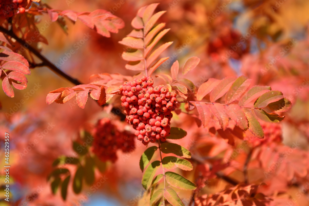 Colorful leaves and berries of mountain ash in the autumn park Colorful leaves and berries of mountain ash in the autumn park
