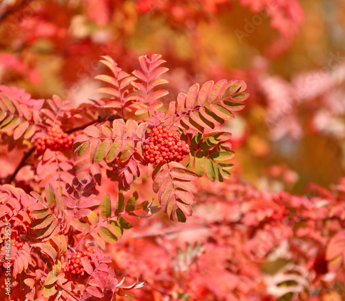 Colorful leaves and berries of mountain ash in the autumn park