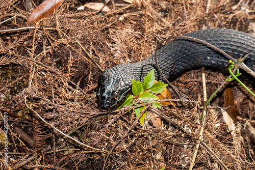 A close up view of a banded water snake in the Florida Everglades. photo