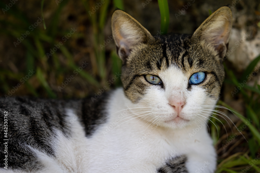 portrait of a cute cat portrait of a cute cat