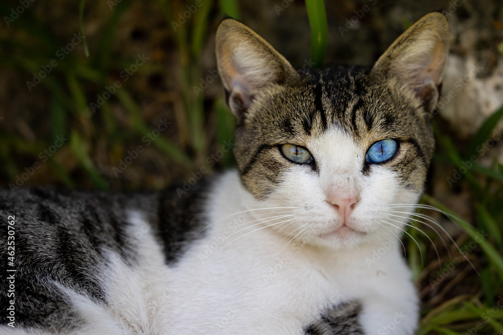 portrait of a cute cat