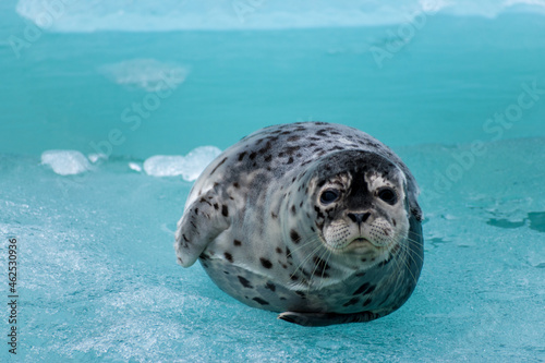 Harbor seal laying on ice berg. photo