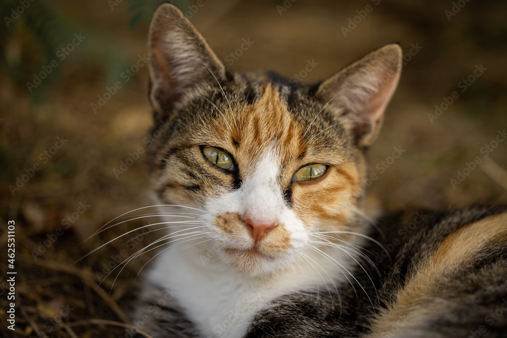portrait of a cute cat portrait of a cute cat