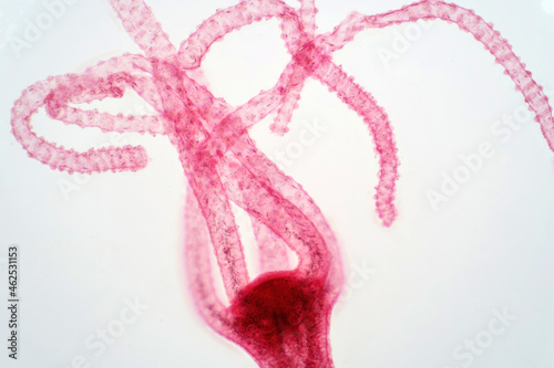 Hydra is a genus of small, fresh-water animals of phylum Cnidaria and class Hydrozoa.