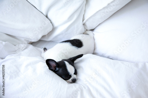 A black and white chihuahua sleeps on white linen on the bed.