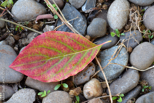 Red Dogwood Leaf on Rocks 02
