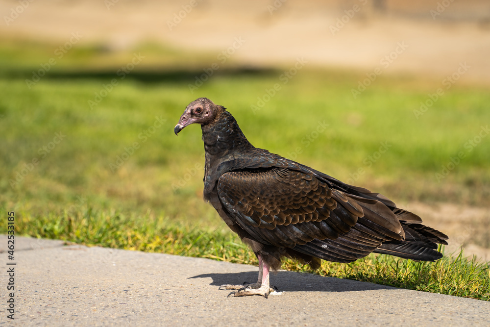 Fototapeta premium Turkey vulture (Cathartes aura) stands on a path in the park. 