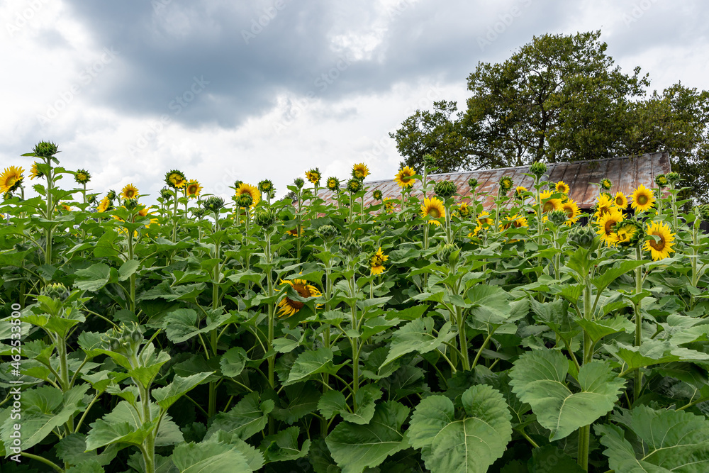A field of sunflowers with a rusty roof of a barn sticking up behind them. A field of sunflowers with a rusty roof of a barn sticking up behind them.