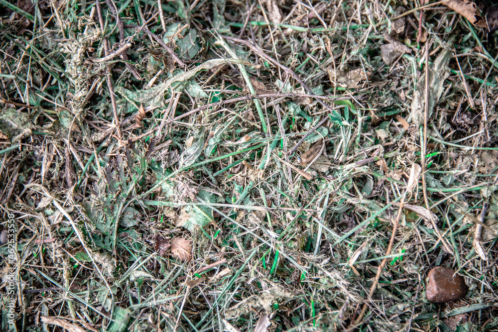 Grass after trimming with a trimmer. Grass after trimming with a trimmer.
