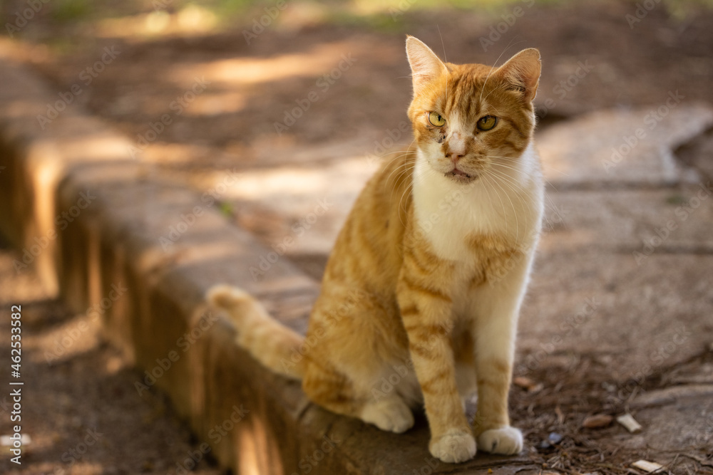 portrait of a cute cat