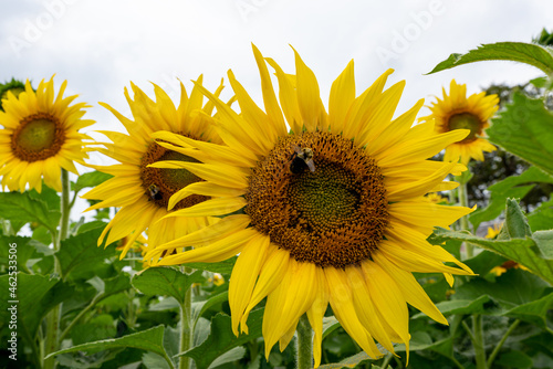 Two bumblebees are polinating two different sun flowers on a cloudy day.