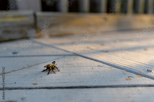 A bumble bee is standing on a wooden painted deck watching the camera.