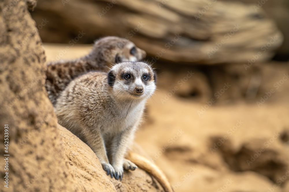 Two meerkats at the San Francisco Zoo Two meerkats at the San Francisco Zoo