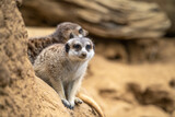 Two meerkats at the San Francisco Zoo