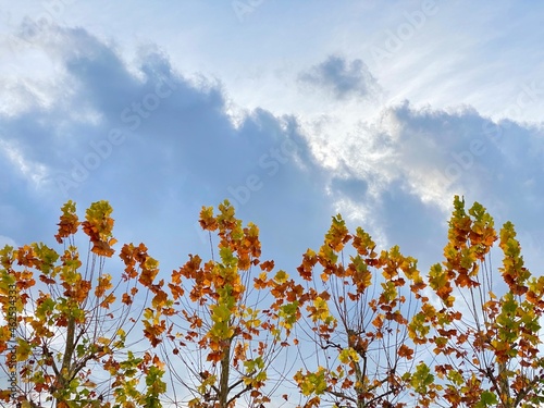 autumn leaves against blue sky