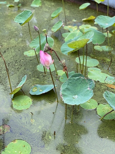 pink water lily in pond