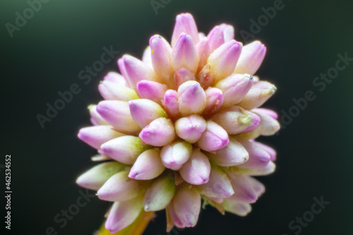 Fototapeta Naklejka Na Ścianę i Meble -  Flower of pink-head knotweed (Persicaria capitata)