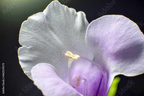 Stamen of wishbone flower (Torenia Catalina) photo