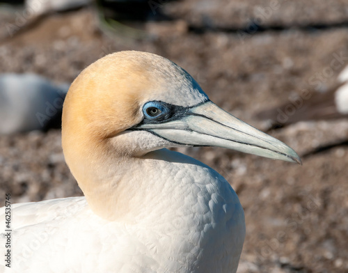 Obraz na plátně Close-up of the head of an Australasian gannet in breeding colours