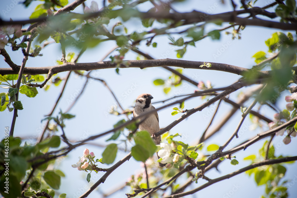 Sparrow on a tree branch with leaves. Sparrow on a tree branch with leaves.