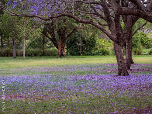 Flowering Jacaranda in Parkland