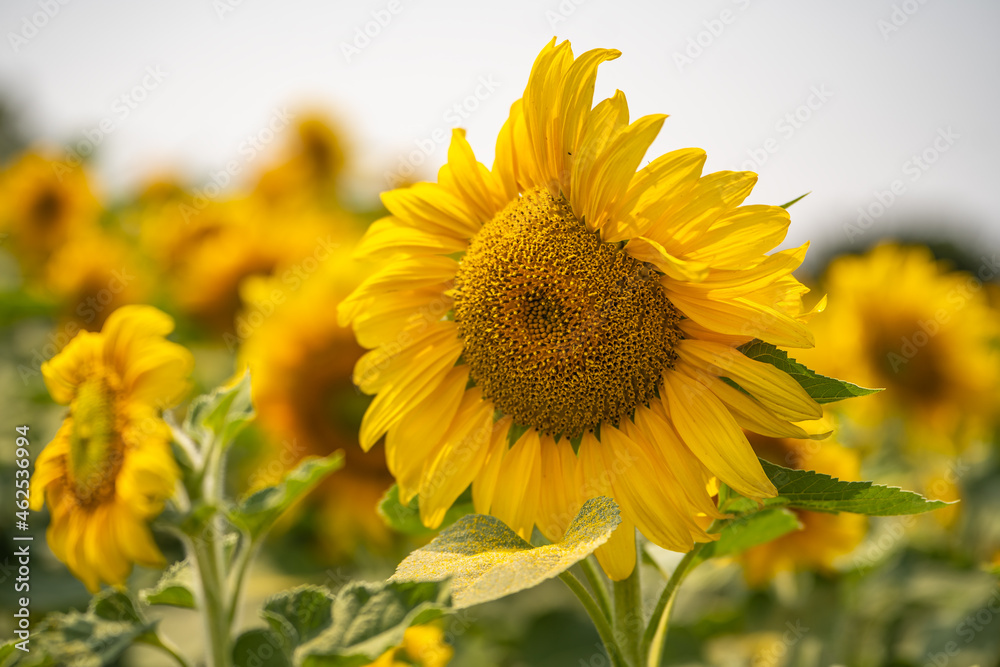 Fototapeta premium Beautiful blooming sunflowers field. Agricultural field. 